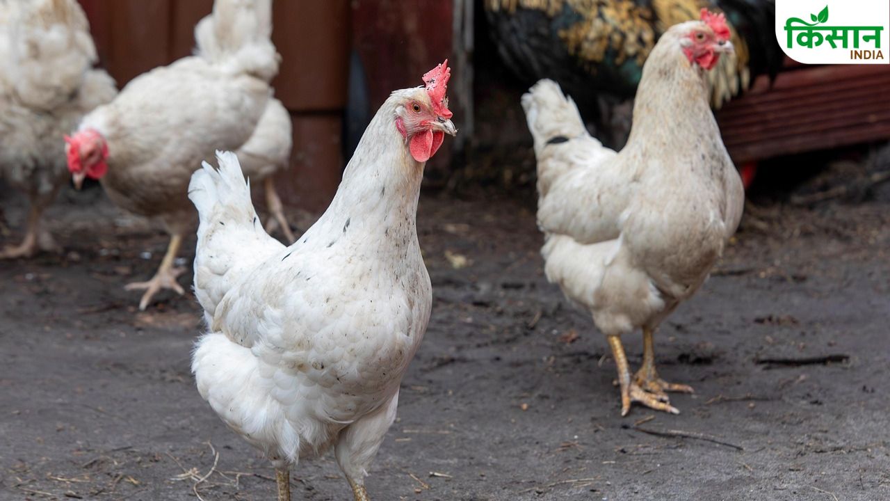 Poultry Farming Tips: पोल्ट्री फार्म में ये चीज रखी गीली तो समझिए खत्म हो गया पूरा बिजनेस