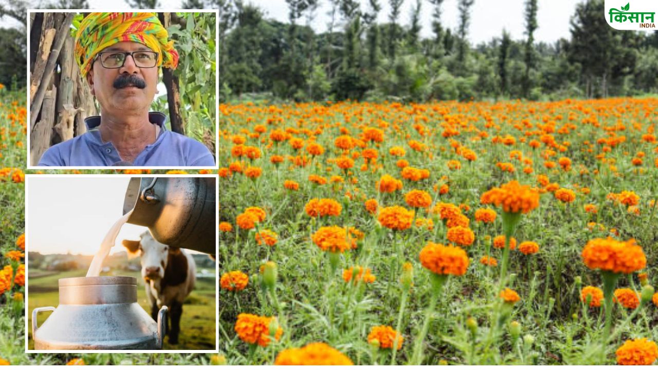 किसान ने परंपरागत खेती को कहा अलविदा, गेंदा और डेयरी से लाखों की आमदनी
