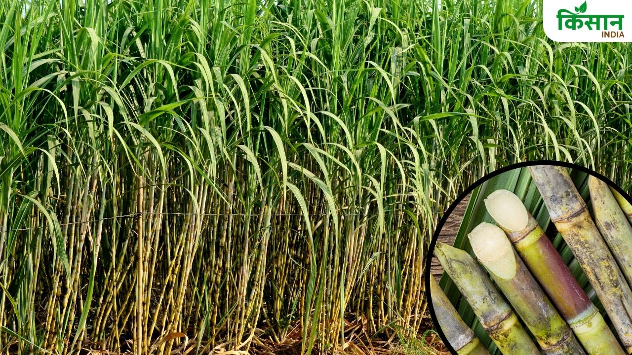 बरसात में ऐसे करें गन्ने की खेती, होगी बंपर पैदावार.. कीटों से भी सुरक्षा