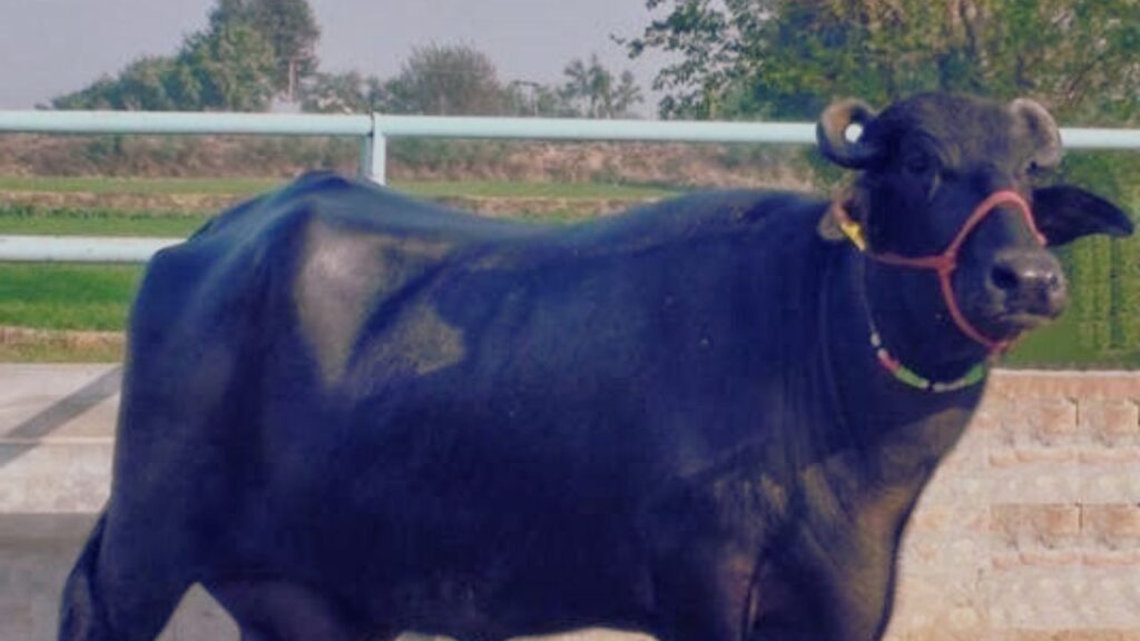 Surti Buffalo: गुजरात की सुरती भैंस 900 से 1300 लीटर दूध जीवनभर में देती है. इसके दूध में 8-12% तक फैट होता है, जो इसे प्रीमियम दूध उत्पादक बनाता है. Surti Buffalo: गुजरात की सुरती भैंस 900 से 1300 लीटर दूध जीवनभर में देती है. इसके दूध में 8-12% तक फैट होता है, जो इसे प्रीमियम दूध उत्पादक बनाता है.