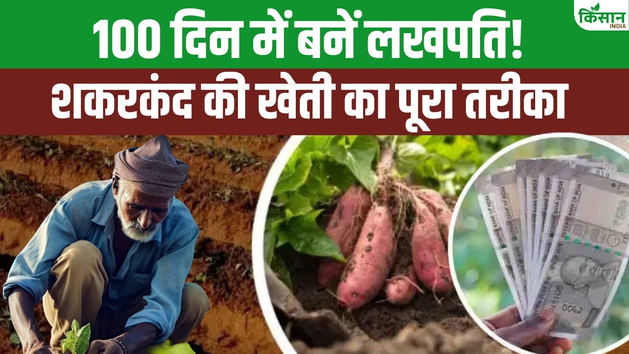 शकरकंद की खेती से करें लाखों की कमाई, 100 दिन में पककर तैयार होती है फसल