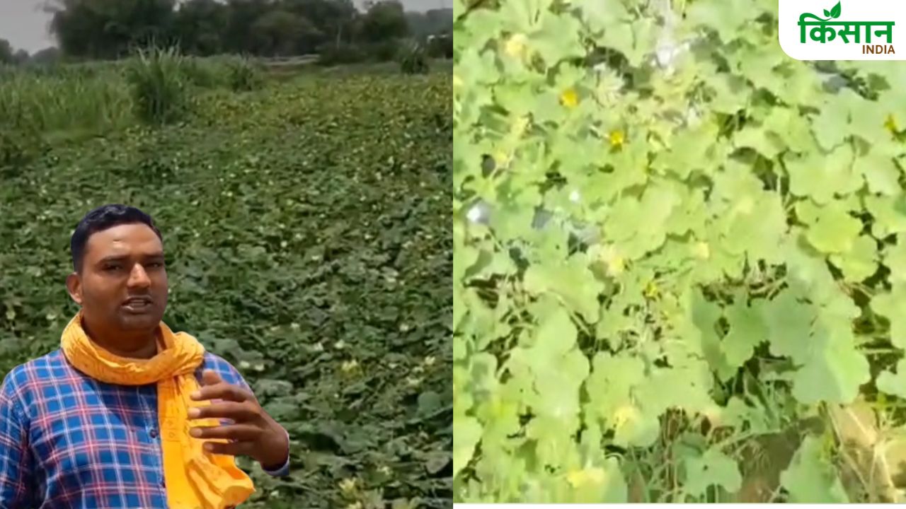 चंदौली-मिर्जापुर के किसानों ने थामा आधुनिक खेती का हाथ, 1 एकड़ फसल से 1.5 लाख तक कमाई