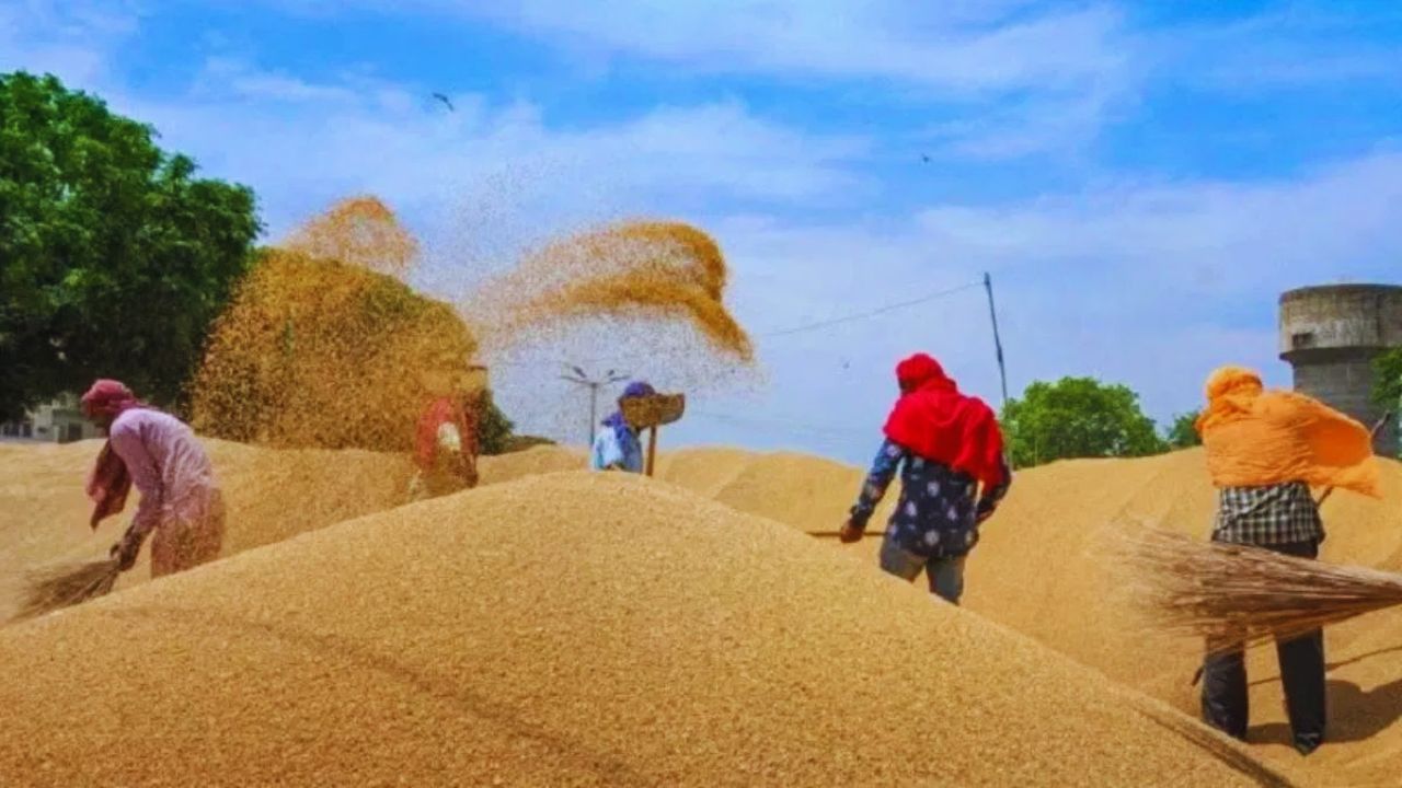 OMSS योजना के तहत अगस्त से शुरू होगी गेहूं की नीलामी! 70 लाख टन बेचा जाएगा अनाज
