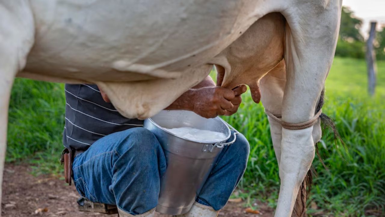 World Milk Day: दूध से आत्मनिर्भरता तक, जानिए भारत की सबसे बड़ी डेयरी योजनाएं