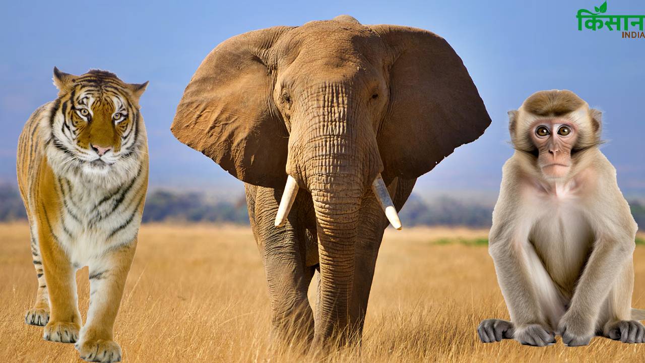 बाघ से लेकर बंदर तक, केरल ने केंद्र से मांगी इन्हें मारने की इजाजत- जानिए क्यों?