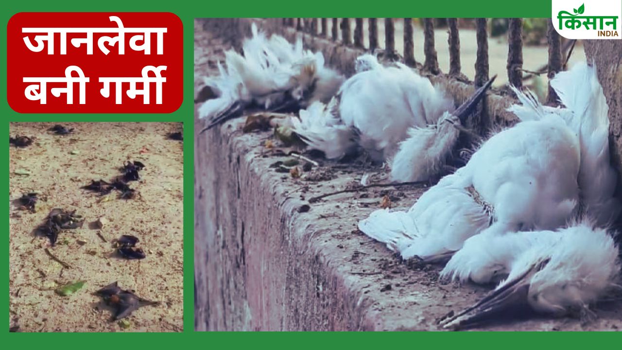 जान पर आफत बनी गर्मी.. हीटस्ट्रोक से 8 लोगों की मौत, कई दर्जन चमगादड़ और बगुले मरे