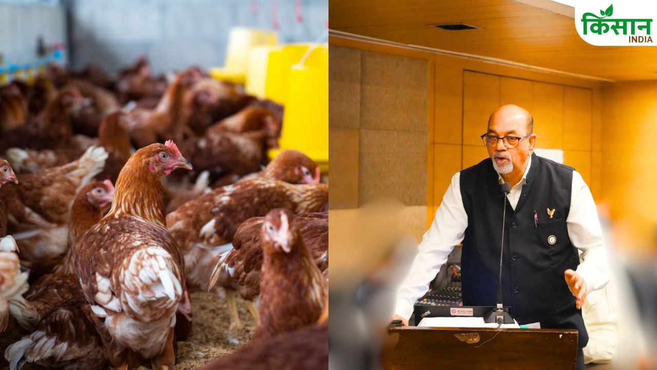 बर्ड फ्लू या स्वाइन फ्लू? जानिए पोल्ट्री फार्मिंग में कौन सी बीमारी है ज्यादा खतरनाक