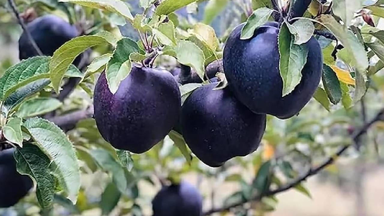 500 रुपये में बिकता है एक सेब, जानिए क्या है ब्लैक डायमंड एप्पल की खासियत