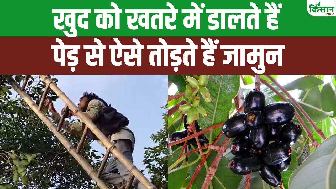 जिस जामुन का आप लेते हैं आनंद, जान जोखिम में डालकर होती है उसकी तुड़ाई