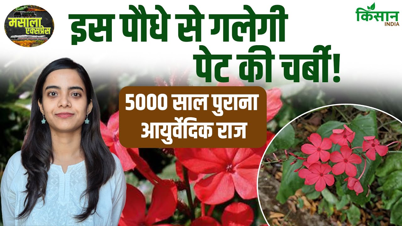 बढ़े हुए वजन से हैं परेशान, इस आयुर्वेदिक पौधे से घटेगी पेट की चर्बी