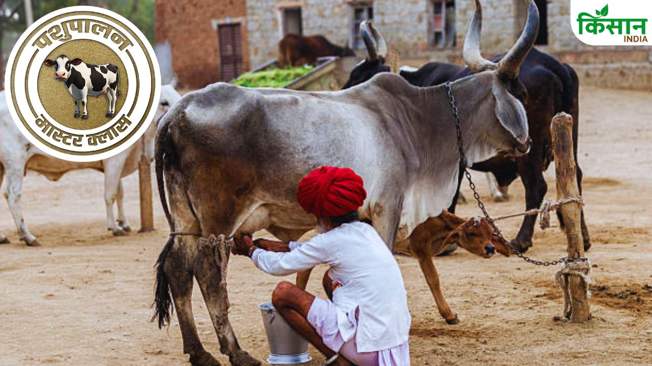 गाय-भैंस का दूध नहीं बढ़ रहा? अपनाइए ये देसी तरीके और देखिए 7 दिन में फर्क!
