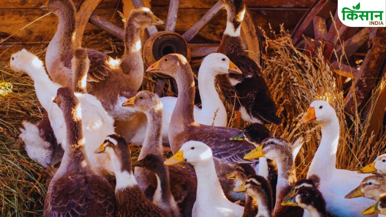 Duck Farming: एक लाख से शुरू करें बत्तख पालन, हर साल मिलेगा 2 लाख का मुनाफा