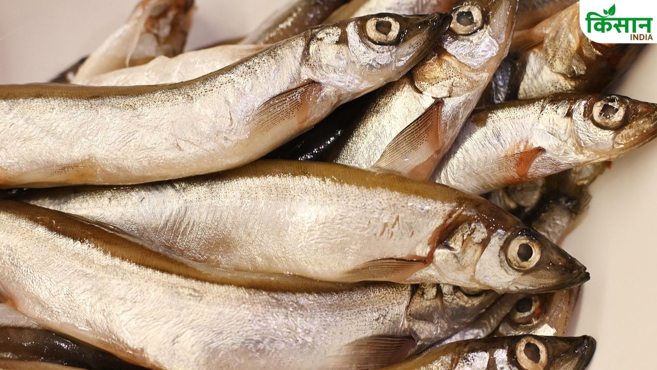 Fish Farming: ये 6 मछलियां हर सीजन में करवाती हैं लाखों की कमाई, छोटे तालाब से शुरू करें बड़ा धंधा