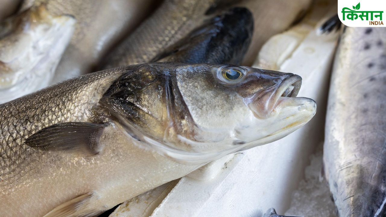 Fish Farming: गर्मी से मछलियों पर मंडरा रहा बीमारी का खतरा, जानिए बचाव के तरीके