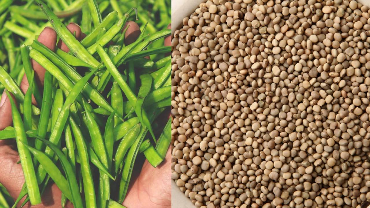 ग्वार बीज के भाव में गिरावट, बाजार में आपूर्ति बनी बड़ी वजह