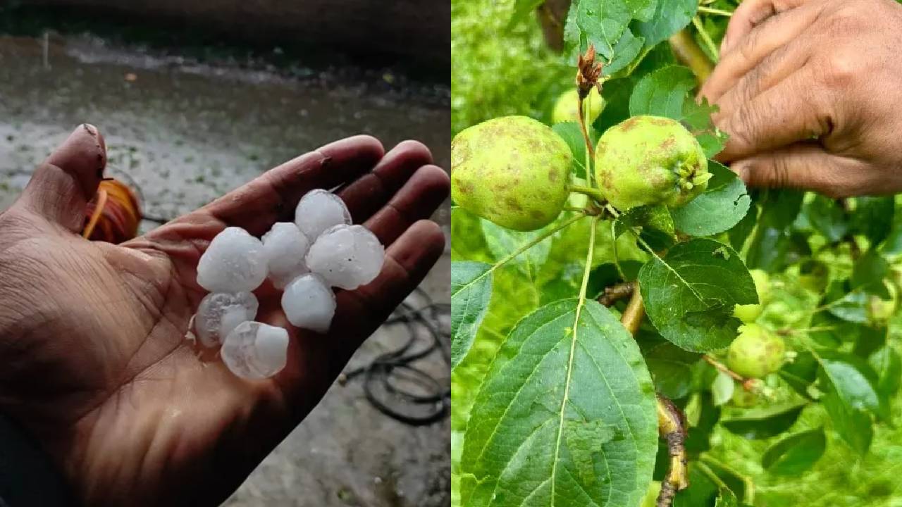 ओलावृष्टि से तबाह हुई सेब-चेरी की फसलें, कश्मीरी किसान बोले- कहां है प्रधानमंत्री फसल बीमा योजना?