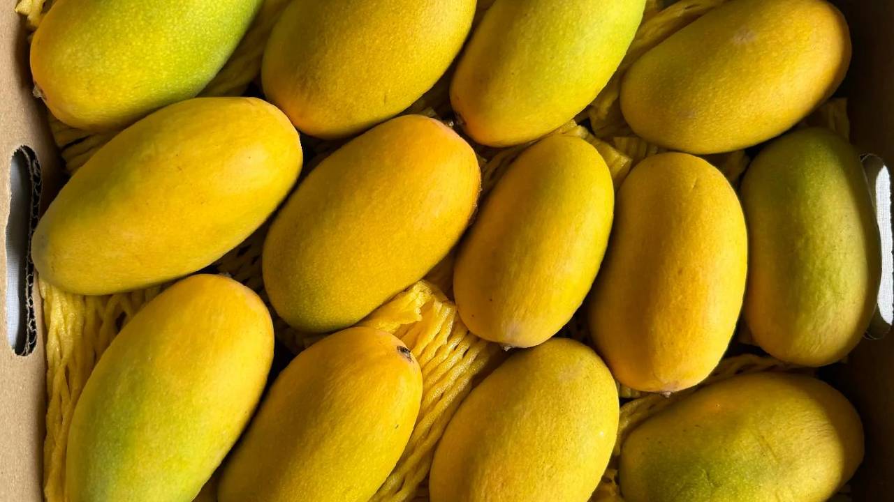 इंटरनेशनल हुआ उत्तर प्रदेश का दशहरी आम, पहली खेप पहुंची दुबई