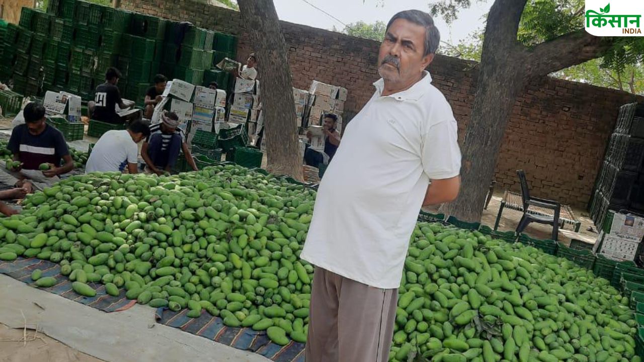 बाप-दादा की विरासत को बनाया ब्रांड, सीतापुर के अकील अहमद के आमों की विदेशों में मांग
