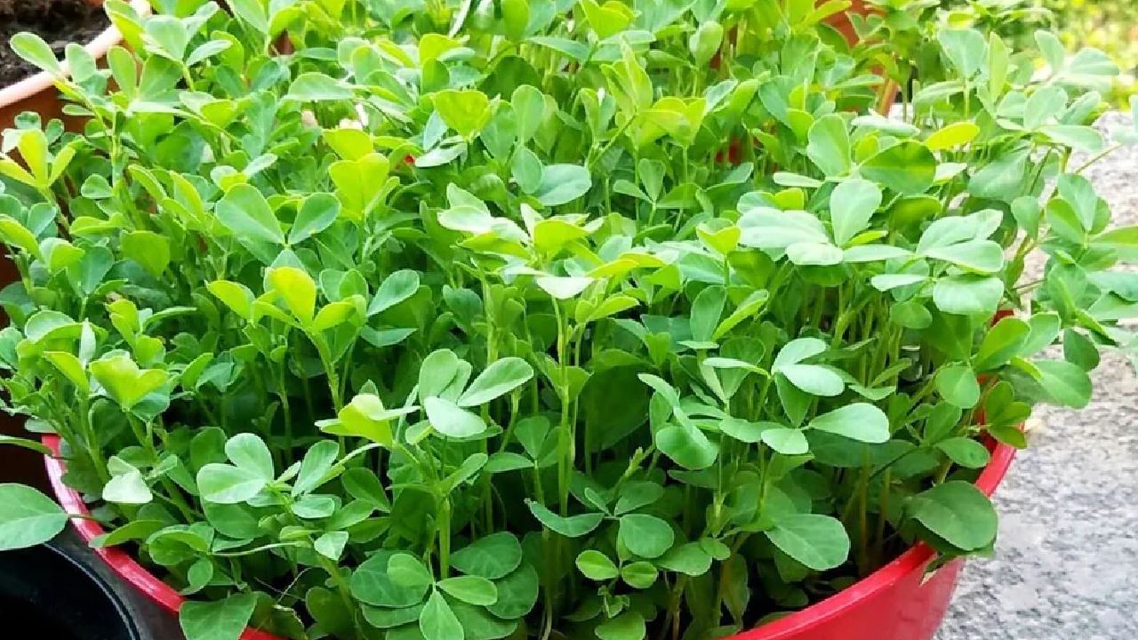 तेलिया और इल्ली से बचाएं अपनी मेथी की फसल, अपनाएं ये आसान उपाय