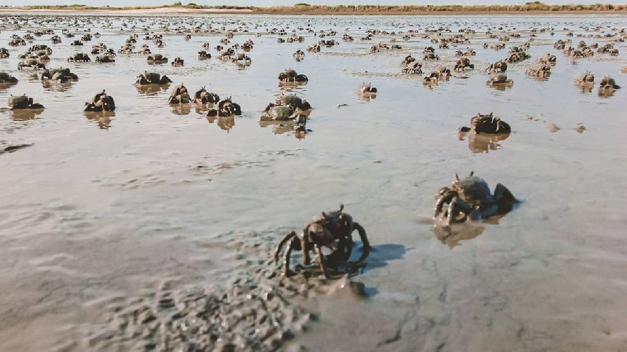 चिल्का झील के केकड़ों को मिल सकती है ग्लोबल मान्यता, मछुआरों की आमदनी होगी दोगुनी