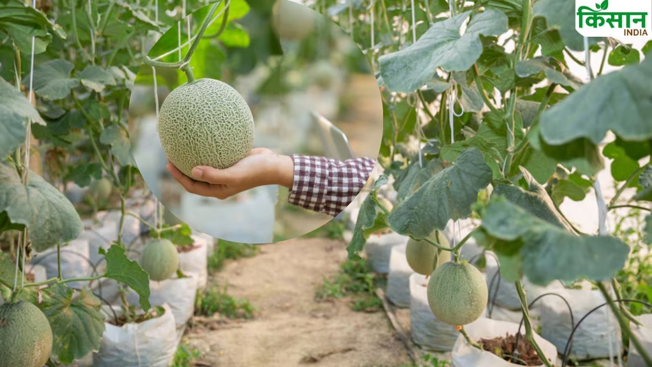 वैज्ञानिकों ने तैयार की खरबूज की नई किस्म ‘पंजाब अमृत’, कम लगात में मिलेगी बंपर पैदावार