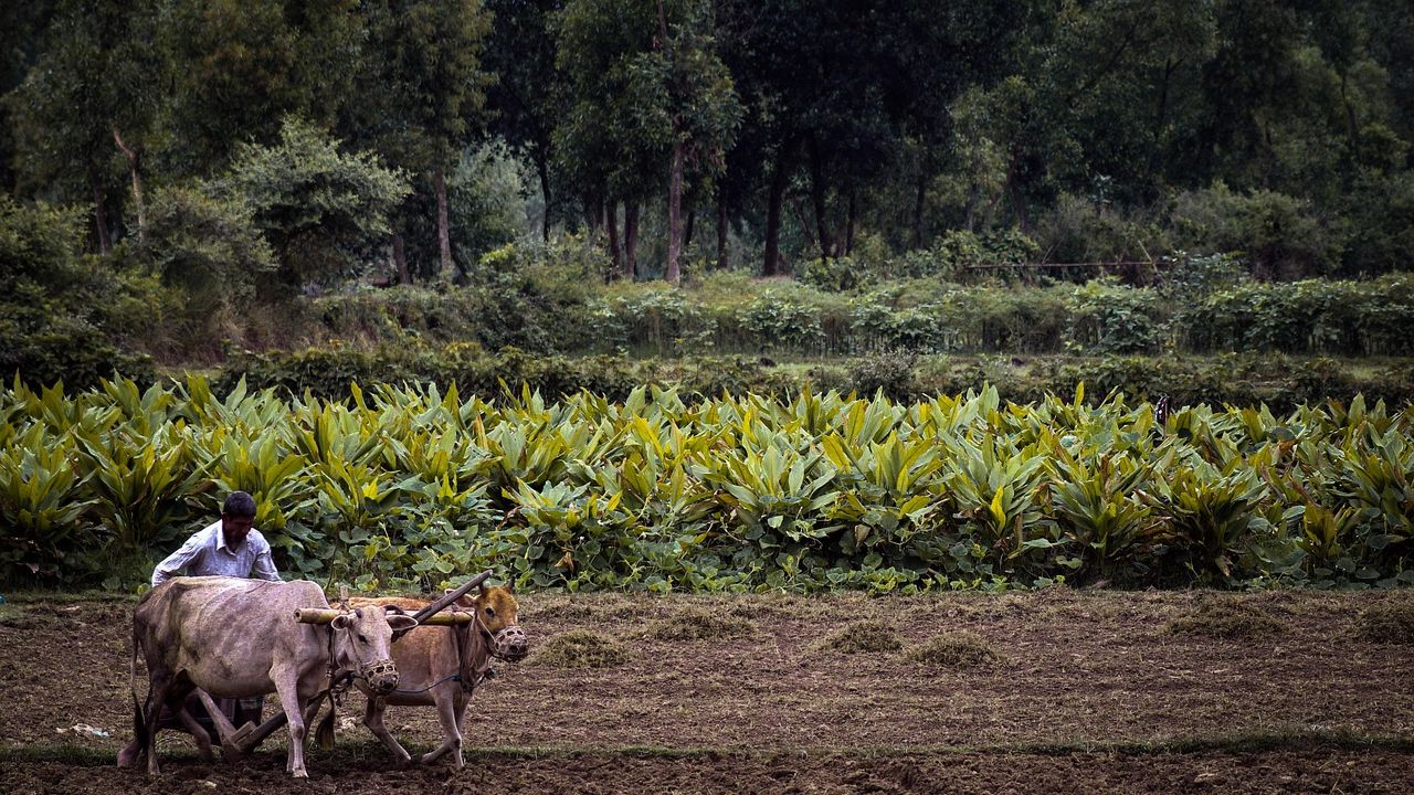 इस गांव के किसान कर रहे 100 फीसदी ऑर्गेनिक खेती, कमाई में हो रहा बंपर इजाफा