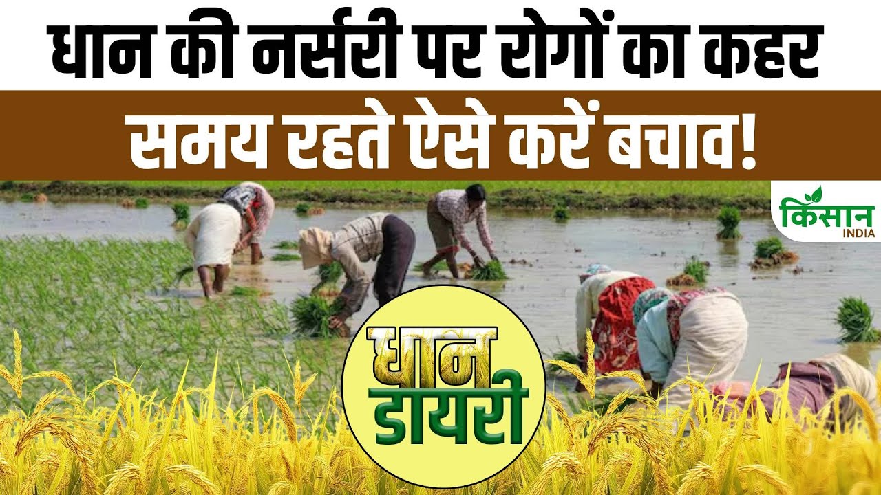 धान के सबसे बड़े दुश्मन हैं झुलसा और गलन रोग, किसान ऐसे करें बचाव