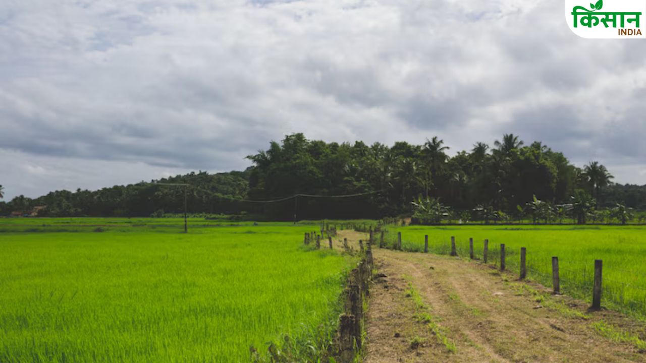 मूसलधार बारिश से खेतों में जलभराव, कटाई के लिए तैयार फसल के दाने हुए अंकुरित
