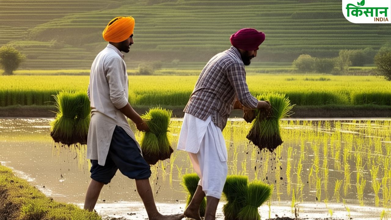 PAU ने तैयार की ‘नर्सरी सीडर मशीन’, कम होगा खेती का खर्च.. बचेगी 94 फीसदी मजदूरी