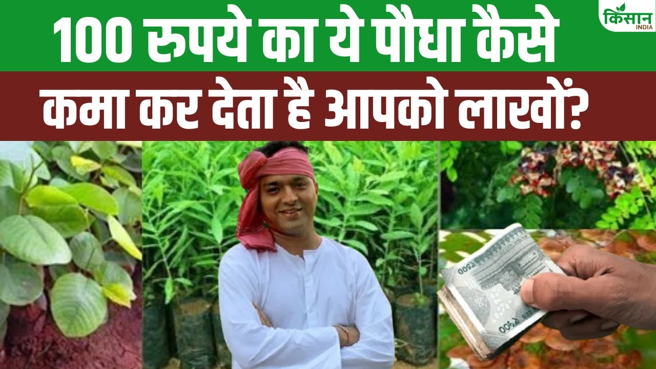 चंदन की पैदावार से कर सकते हैं लाखों की कमाई, जानें क्या है खेती का सही तरीका