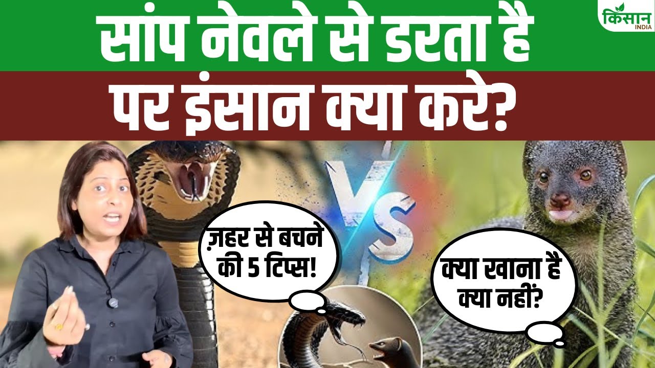 सांप और नेवले की दुश्मनी का रहस्य, सांप काटे तो जानिए क्या खाएं और क्या नहीं!