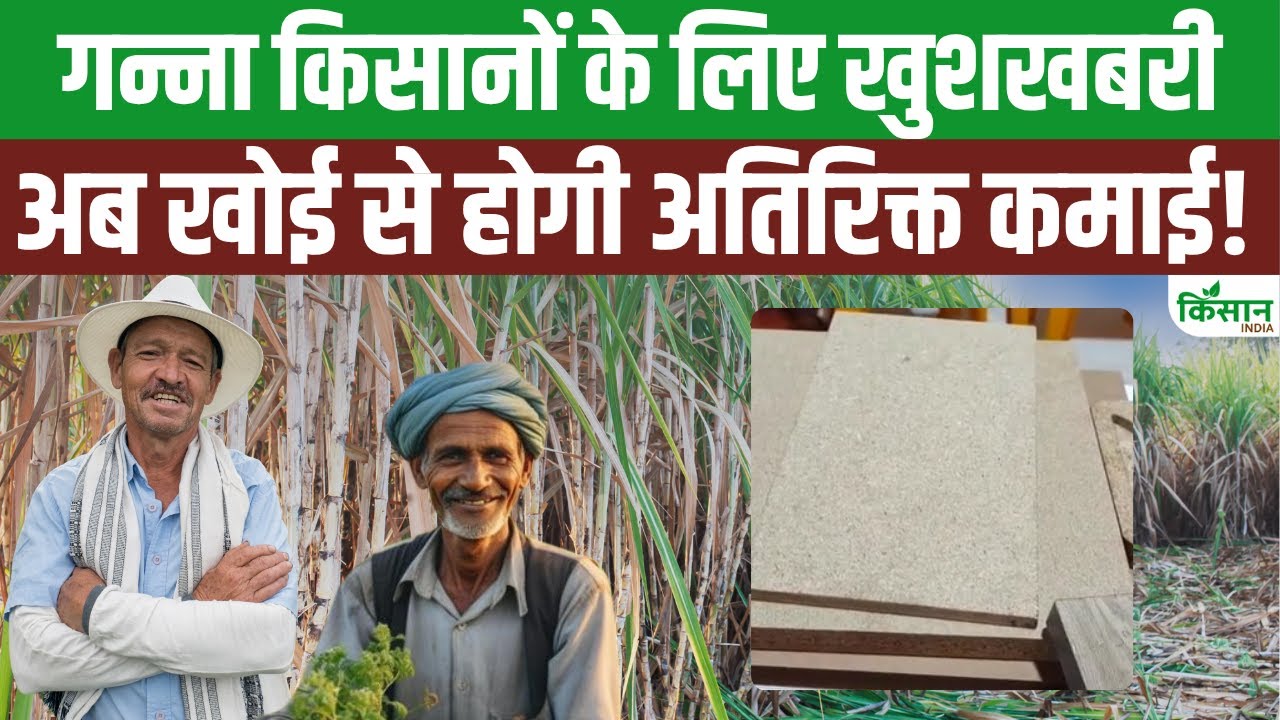 गन्ना की खोई से बन रहा मजबूत प्लाईवुड, MP की कंपनी ने 3 एकड़ में लगाया प्लांट