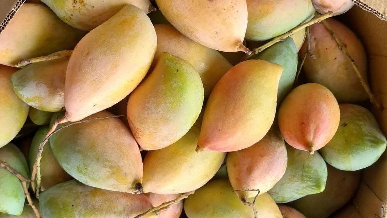 तोतापुरी आम के दाम से परेशान किसान, 5 से 8 रुपये किलो में बिक रहा… MSP को लेकर बढ़ा विरोध