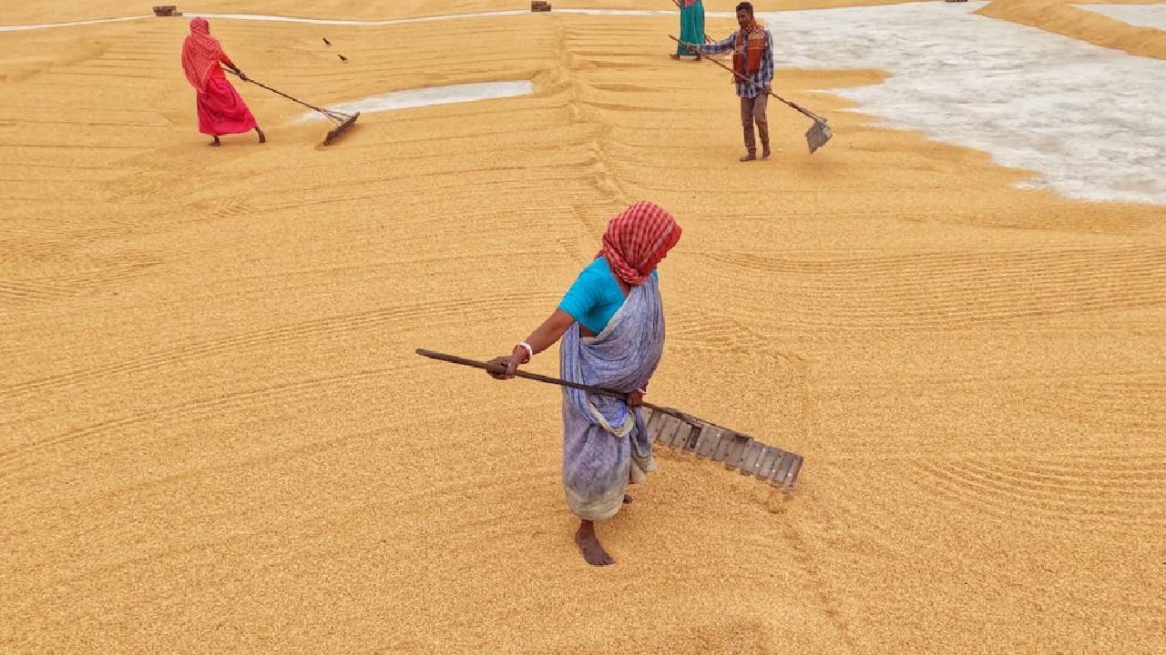 FCI पर 100 करोड़ रुपये का अतिरिक्त बोझ, गेहूं स्टोर करने के लिए करना पड़ रहा है ज्यादा खर्च