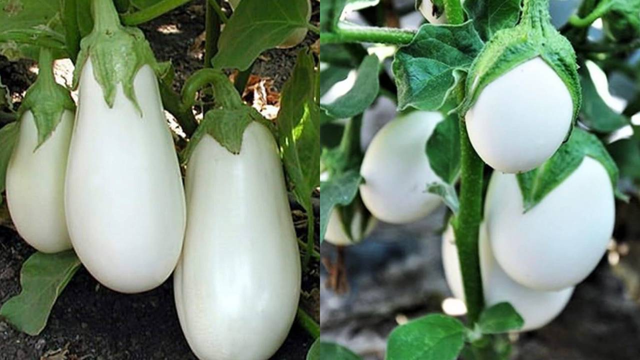 सफेद बैंगन से होगी अच्छी कमाई! जानें कैसे करें इसकी आधुनिक खेती