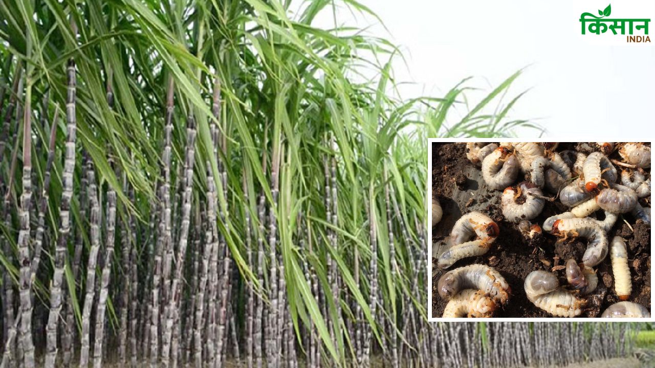 खरीफ बुवाई से पहले खेत से दूर भगाएं ये कीड़ा, फसल तैयार होने से पहले ही कर देता है बर्बाद