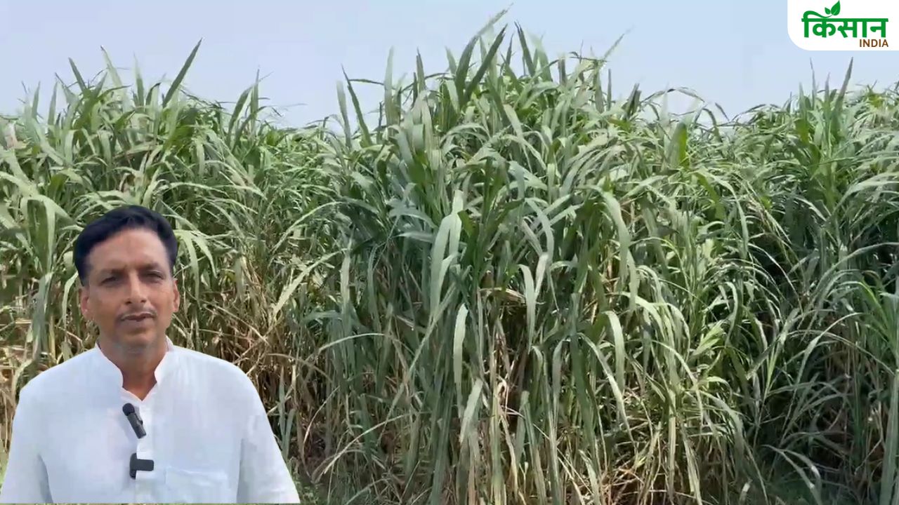 घास उगाकर तगड़ा मुनाफा कमा रहे किसान अमीलाल, ऑनलाइन खरीदारों की भीड़ से बढ़ी कमाई