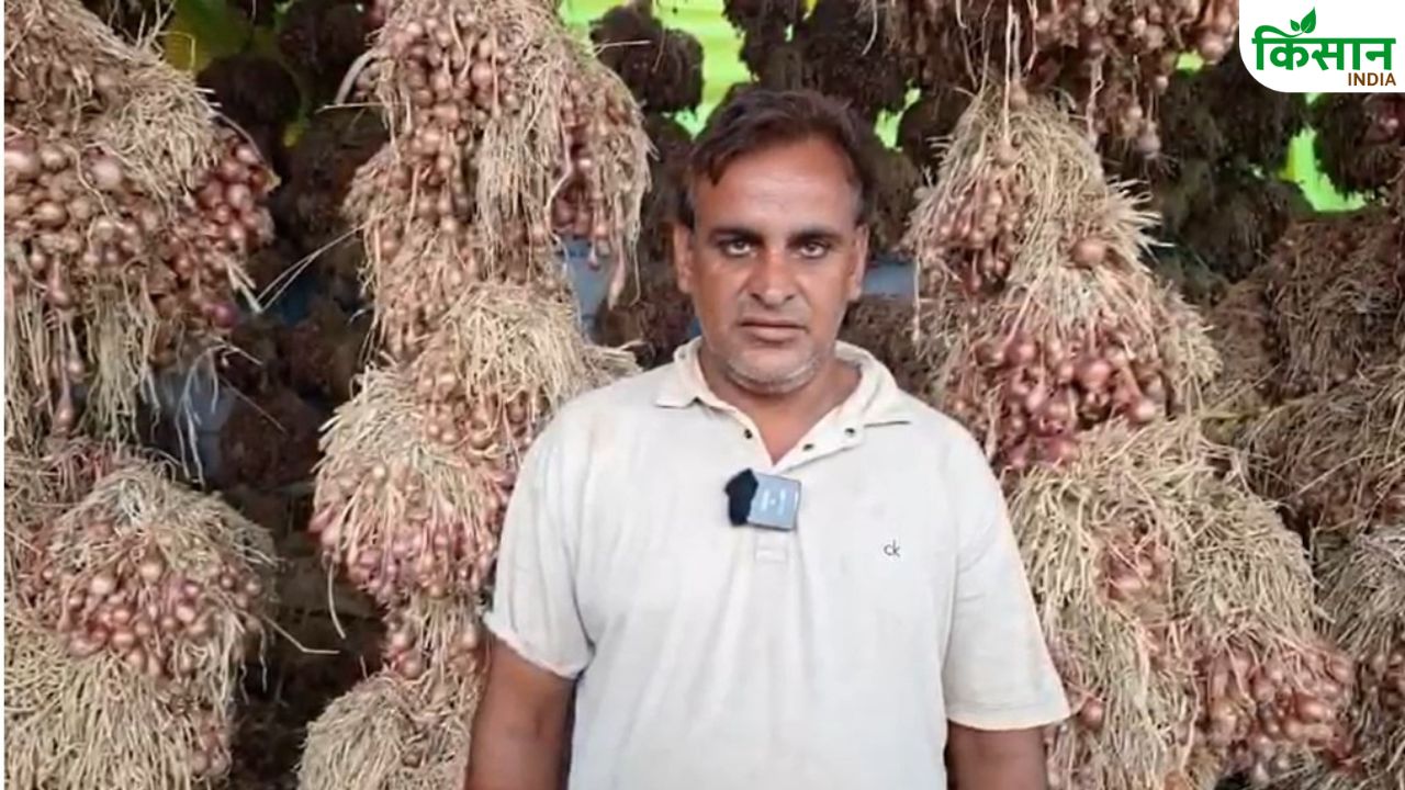 डबल मुनाफा! अलवर के किसान ने खुद का प्याज बीज बनाया, 1 बीघा में कमा रहे 4 लाख रुपये
