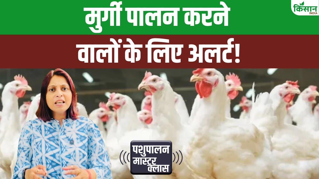 मुर्गी पालकों के लिए अमोनिया गैस है बड़ा खतरा, स्वास्थ्य पर पड़ता है बुरा असर