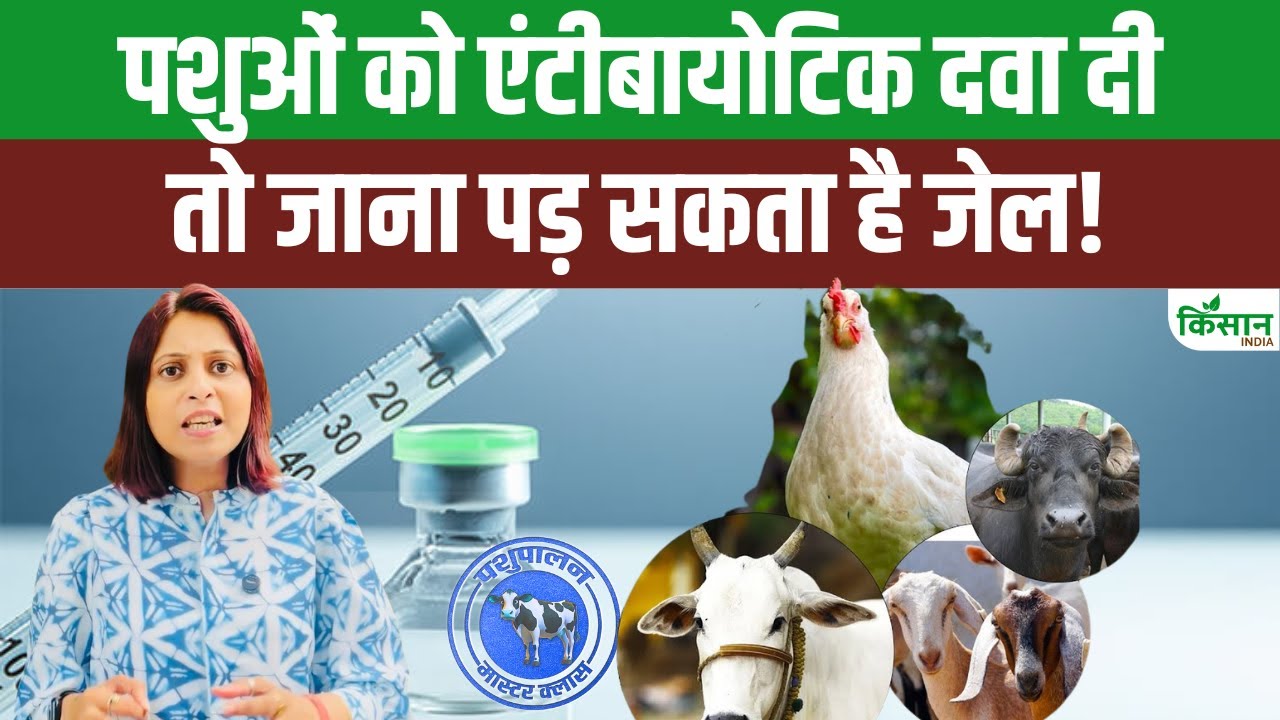 पशुओं की सेहत पर सरकार की सख्ती, 36 दवाओं के इस्तेमाल पर लगा बैन