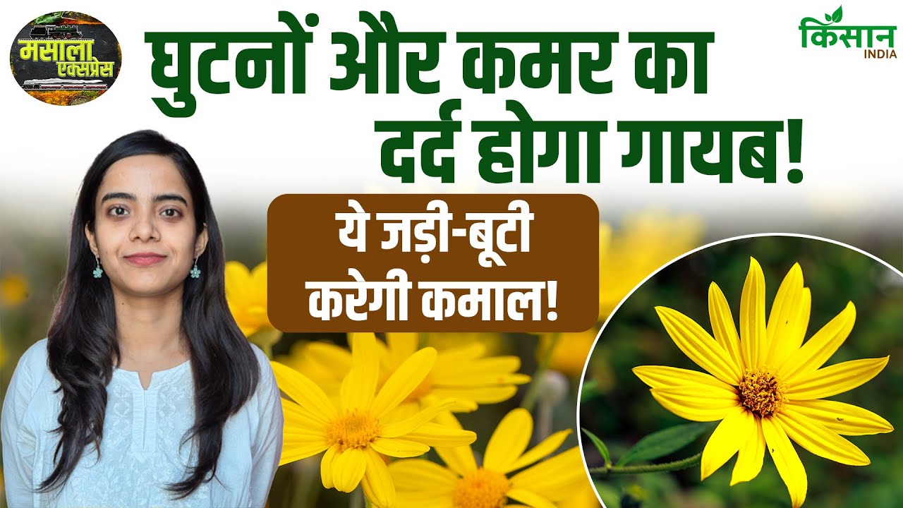 घर ले आएं अर्निका प्लांट, घुटनों और कमर का दर्द होगा गायब