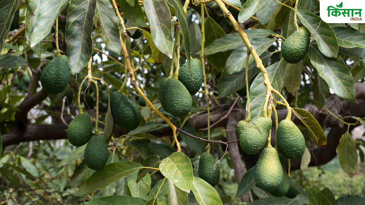 एवोकाडो की खेती के लिए मॉनसून सीजन है बेस्ट, हो सकती है 7 लाख तक कमाई
