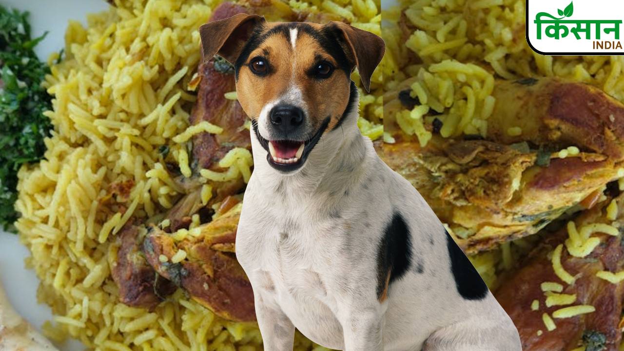 सड़कों पर रहने वाले कुत्तों को रोज मिलेगा चिकन-राइस, 3 करोड़ की योजना पर मचा बवाल