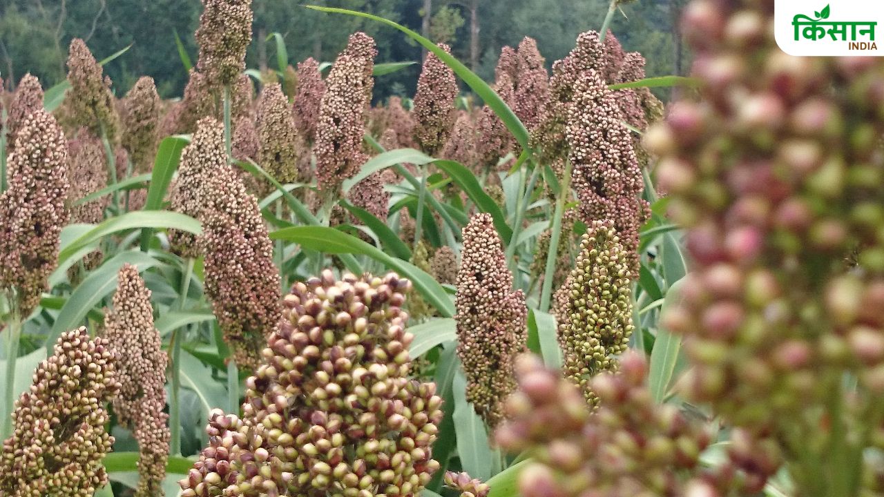 बाजरा की खेती से बढ़ेगी यूपी के किसानों की आमदनी, 30 क्विंटल तक होगी पैदावार