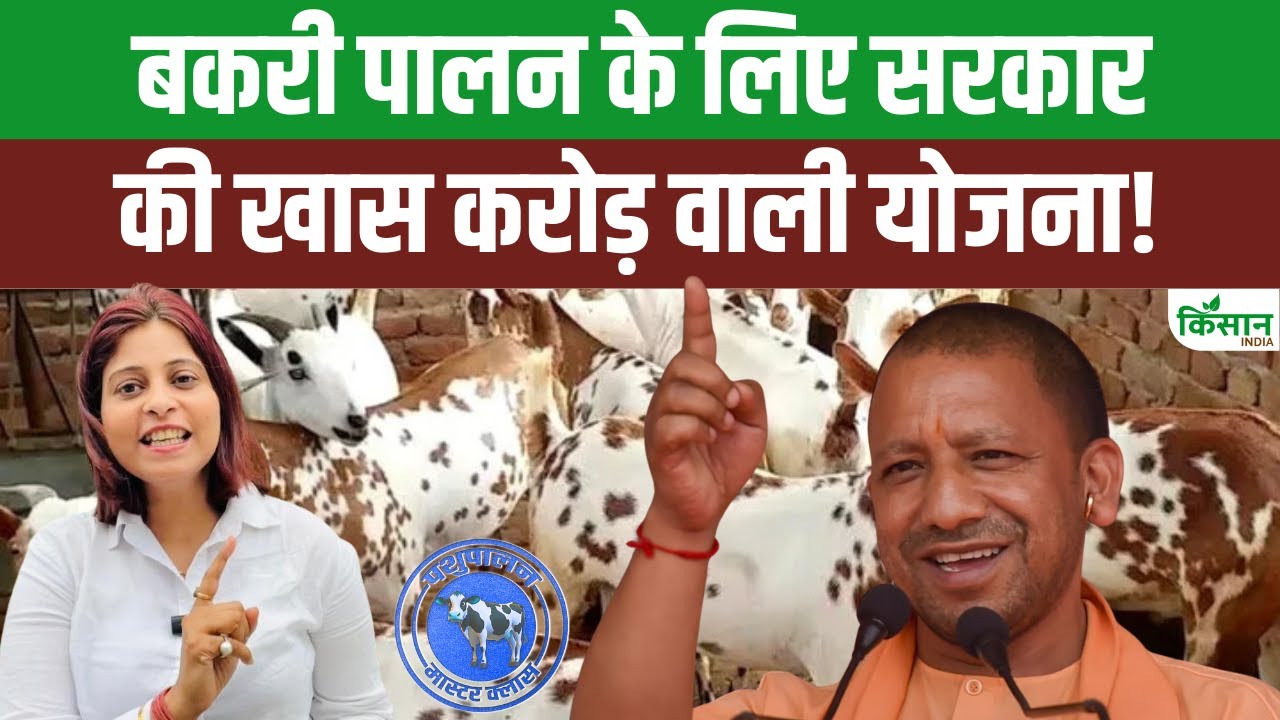 बकरी पालन पर सरकार दे रही 50 लाख रुपये तक मदद, जानें आवेदन करने की पूरी प्रक्रिया