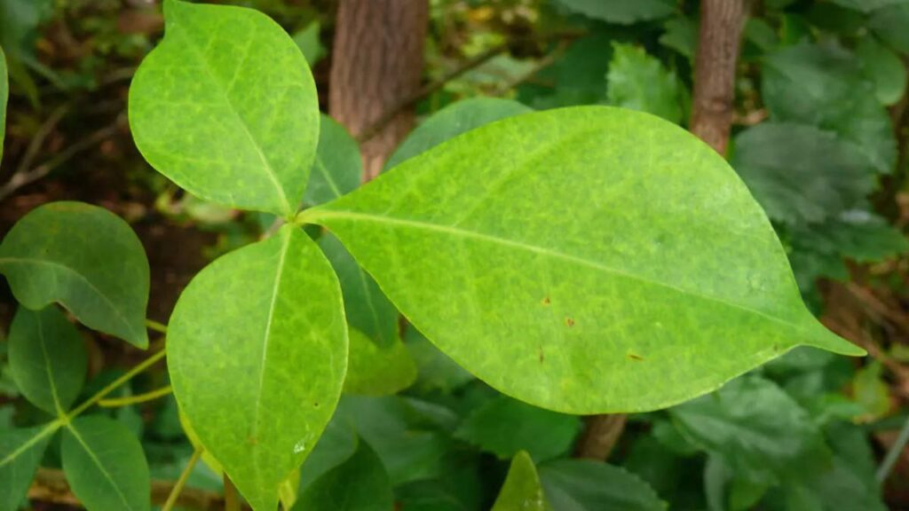 बेलपत्र का सेवन त्वचा को निखारने में भी मदद करता है. इसके एंटीऑक्सीडेंट और एंटी-बैक्टीरियल गुण चेहरे के मुंहासे, दाग-धब्बे और एलर्जी जैसी समस्याओं को कम करने में मदद करते हैं. यह त्वचा को ग्लोइंग और स्वस्थ बनाता है.