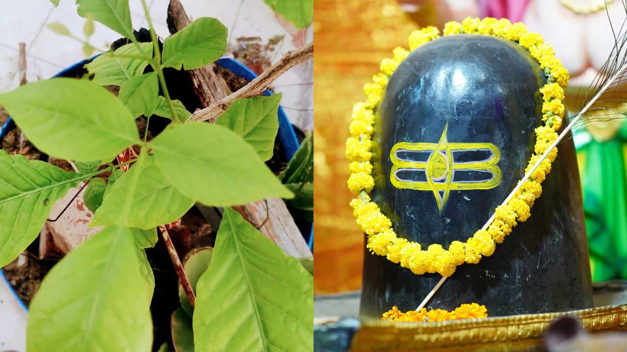 सावन में खाली पेट चबा लें भोलेनाथ की ये पसंदीदा चीज, चेहरे पर आएगा नेचुरल ग्लो, पाचन भी होगा मजबूत