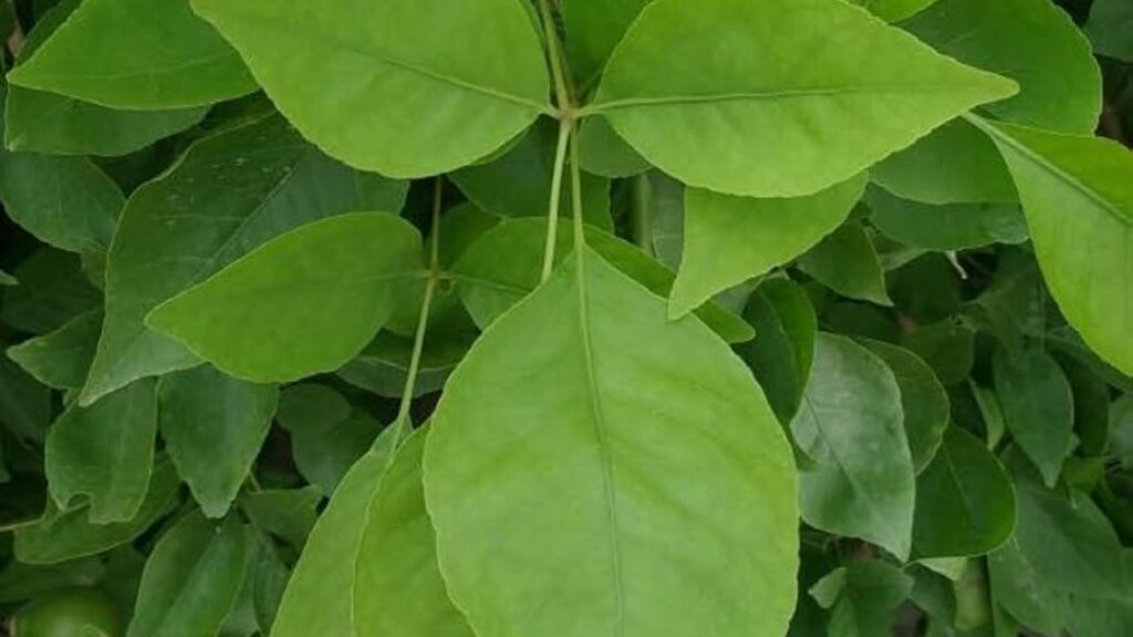 बेलपत्र में एंटी-डायबिटिक गुण होते हैं जो ब्लड शुगर लेवल को नियंत्रित करते हैं. सुबह खाली पेट इसका सेवन करने से शरीर में इंसुलिन का स्तर संतुलित रहता है और टाइप-2 डायबिटीज के मरीजों को लाभ मिलता है.