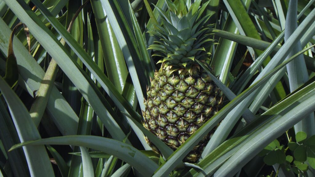Bheligan Garden Pineapple (1,500 डॉलर का स्पेशल स्वीट): इंग्लैंड में स्पेशल ग्रीनहाउस तकनीक से उगाया गया ये अनानास महज फल नहीं, शाही स्वाद का अनुभव है. इसकी सुगंध और मिठास किसी परफ्यूम से कम नहीं लगती. Bheligan Garden Pineapple (1,500 डॉलर का स्पेशल स्वीट): इंग्लैंड में स्पेशल ग्रीनहाउस तकनीक से उगाया गया ये अनानास महज फल नहीं, शाही स्वाद का अनुभव है. इसकी सुगंध और मिठास किसी परफ्यूम से कम नहीं लगती.