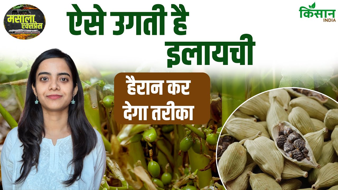 ऐसे होती है इलायची की खेती, देखिए हैरान कर देने वाला तरीका!
